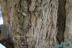 Dalbergia foliolosa